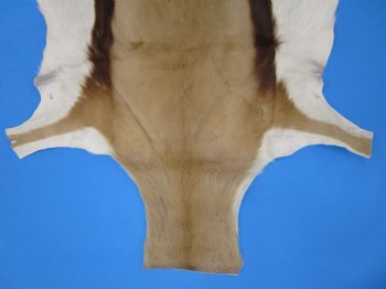 43" X 31-1/2" Springbok Skin, Springbok Hide for Sale- Buy this one for $64.99