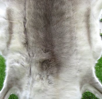 Light Finland Reindeer Hide, Skin, Fur with Blend of Whites, Grays and Tans 47 by 43 inches for $149.99