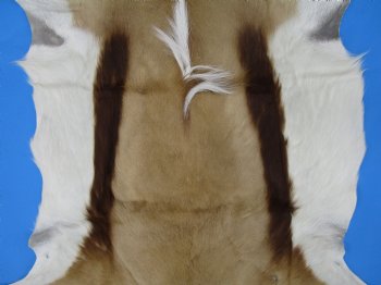 43" X 31-1/2" Springbok Skin, Springbok Hide for Sale- Buy this one for $64.99