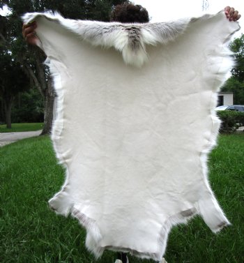 Light Finland Reindeer Hide, Skin, Fur with Blend of Whites, Grays and Tans 47 by 43 inches for $149.99
