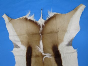 43" X 31-1/2" Springbok Skin, Springbok Hide for Sale- Buy this one for $64.99