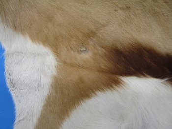 43" X 31-1/2" Springbok Skin, Springbok Hide for Sale- Buy this one for $64.99