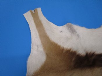 43" X 31-1/2" Springbok Skin, Springbok Hide for Sale- Buy this one for $64.99