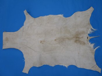 43" X 31-1/2" Springbok Skin, Springbok Hide for Sale- Buy this one for $64.99