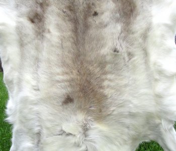 White Finland Reindeer Hide, Skin, Fur with Blend of Whites, Grays and Tans 42 by 41 inches for $149.99