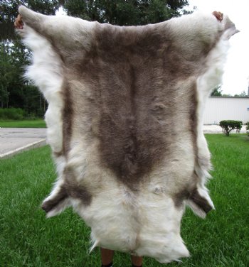 Finland Reindeer Hide, Skin with Brown, White and Tan Fur 50" x 47" - Buy this one for $144.99
