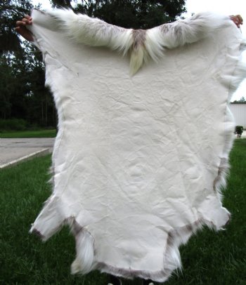 Finland Reindeer Hide, Skin with Brown, White and Tan Fur 50" x 47" - Buy this one for $144.99