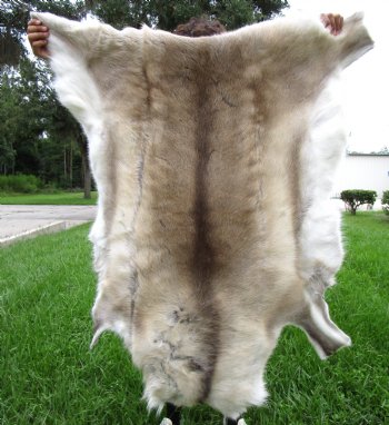 Finland Reindeer Hide, Skin With Cream, White, Tan and Brown Fur 47" x 43" - Buy this one for $144.99