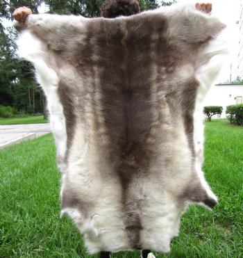 Finland Reindeer Hide, Skin with Dark Chocolate, Creams, Tans and White Fur 49" x 47" - Buy this one for $144.99