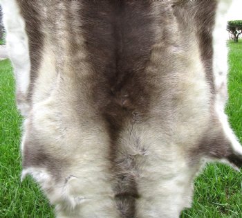 Finland Reindeer Hide, Skin with Dark Chocolate, Creams, Tans and White Fur 49" x 47" - Buy this one for $144.99