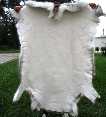 Finland Reindeer Hide, Skin with Dark Chocolate, Creams, Tans and White Fur 49" x 47" - Buy this one for $144.99