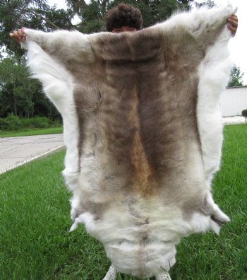 Finland Reindeer Hide, Skin with Brown, Tans, Creams and White Fur 50" x 48" - Buy this one for $144.99