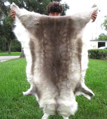 Finland Reindeer Hide, Skin with Brown, Tans and White Fur 52" x 44" - Buy this one for $144.99