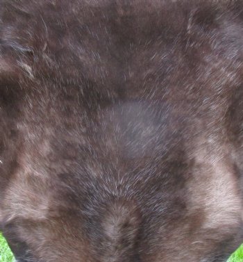 Finland Reindeer Hide, Skin, Without Legs, with Dark Brown and Tan Fur, 45" by 40" - Buy this one for $109.99