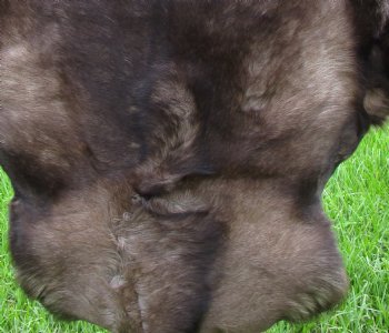 Dark Colored Finland Reindeer Hide, Skin, Fur Without Legs, 44" by 38" - Buy this one for $109.99