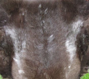 Finland Reindeer Hide, Skin, Without Legs, with Brown, Tan and White Fur  47" by 36" - Buy this one for $109.99