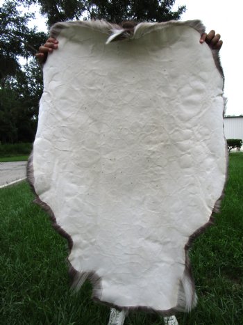 Finland Reindeer Hide, Skin, Without Legs, with Brown, Tan and White Fur  47" by 36" - Buy this one for $109.99