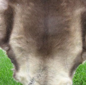 Finland Reindeer Hide, Skin, Without Legs, 47" by 41" with Browns, Tans and Cream Fur - Buy this one for $109.99
