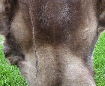 Finland Reindeer Hide, Skin, Without Legs, 43" by 39" with Dark Browns, Tans and Gray Fur - Buy this one for $109.99
