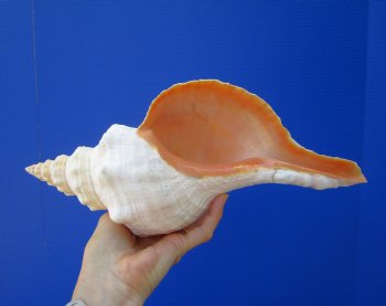 13-3/8 inches Extra Large Horse Conch Shell for Sale - Buy this one for $49.99