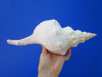 13-3/8 inches Extra Large Horse Conch Shell for Sale - Buy this one for $49.99