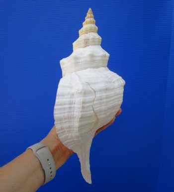 13-3/8 inches Extra Large Horse Conch Shell for Sale - Buy this one for $49.99