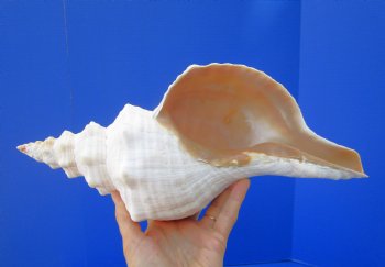 13-7/8 inches Extra Large Horse Conch Shell for Sale - Buy this one for $49.99