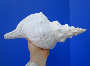13-7/8 inches Extra Large Horse Conch Shell for Sale - Buy this one for $49.99