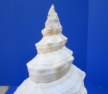 13-7/8 inches Extra Large Horse Conch Shell for Sale - Buy this one for $49.99
