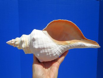 12-7/8 inches Authentic Horse Conch Shell, Florida's Official State Seashell - Buy this one for $44.99