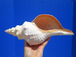 12-7/8 inches Authe...
