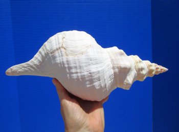 12-7/8 inches Authentic Horse Conch Shell, Florida's Official State Seashell - Buy this one for $44.99