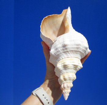 12-7/8 inches Authentic Horse Conch Shell, Florida's Official State Seashell - Buy this one for $44.99