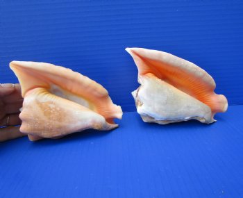 Rooster Tail Conch Shells