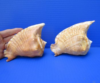 Two Rooster Tail Conch Shells, Aliger gallus, 5-1/4 and 6-1/4 inches long - Buy these for $10 each