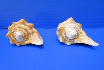 Two Rooster Tail Conch Shells, Aliger gallus, 5-1/4 and 6-1/4 inches long - Buy these for $10 each