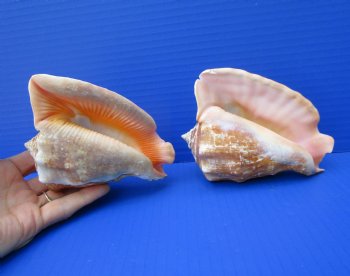Two Rooster Tail Conch Shells, Aliger gallus, 5 inches long, from Mexico - Buy these for $10 each