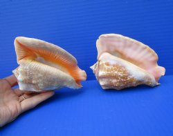 Two Rooster Tail Conch Shells, Aliger gallus, 5 inches long, from Mexico - Buy these for $10 each