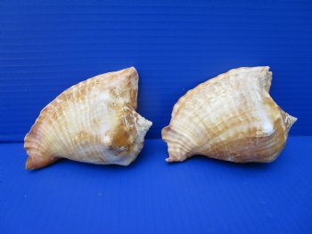 Two Rooster Tail Conch Shells, Aliger gallus, 5 inches long, from Mexico - Buy these for $10 each