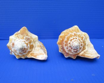 Two Rooster Tail Conch Shells, Aliger gallus, 5 inches long, from Mexico - Buy these for $10 each