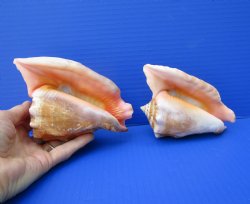 Two Mexican Rooster Tail Conch Shells, Aliger gallus, 5-7/8 and 5-1/2 inches long - Buy these for $10 each
