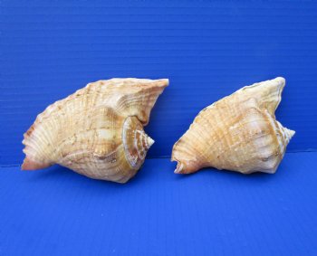 Two Mexican Rooster Tail Conch Shells, Aliger gallus, 5-7/8 and 5-1/2 inches long - Buy these for $10 each