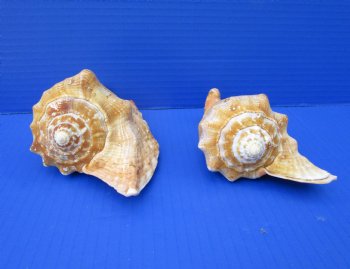 Two Mexican Rooster Tail Conch Shells, Aliger gallus, 5-7/8 and 5-1/2 inches long - Buy these for $10 each