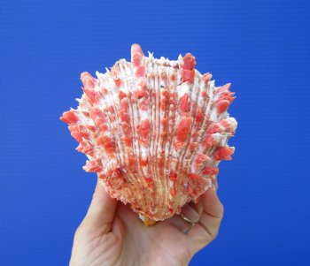 4-7/8 by 4-5/8 inches Red Mexican Spondylus Princeps Spiny Oyster Shell - Buy this one for $29.99