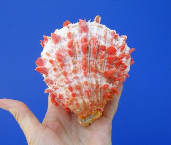 4-7/8 by 4-5/8 inches Red Mexican Spondylus Princeps Spiny Oyster Shell - Buy this one for $29.99