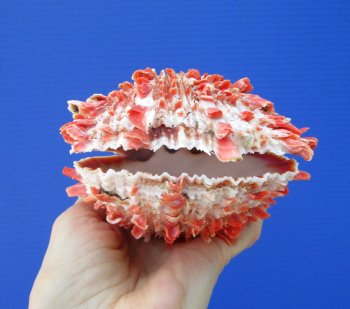 4-7/8 by 4-5/8 inches Red Mexican Spondylus Princeps Spiny Oyster Shell - Buy this one for $29.99