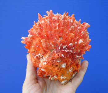 5 by 4-3/4 inches Red Mexican Spondylus Princeps Spiny Oyster Shell - Buy this one for $29.99