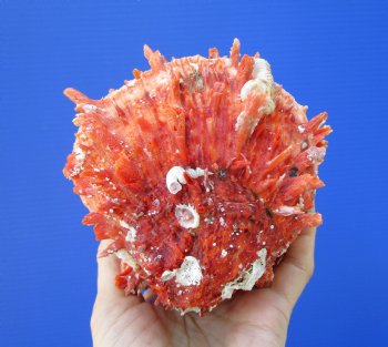 5 by 4-3/4 inches Red Mexican Spondylus Princeps Spiny Oyster Shell - Buy this one for $29.99