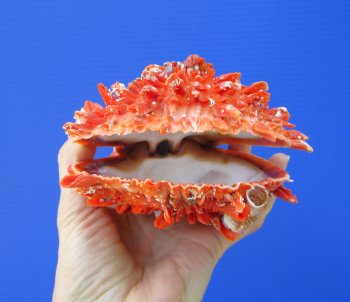 5 by 4-3/4 inches Red Mexican Spondylus Princeps Spiny Oyster Shell - Buy this one for $29.99
