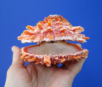 4-7/8 by 4-1/4 inches Red Mexican Spondylus Princeps Spiny Oyster Shell - Buy this one for $29.99